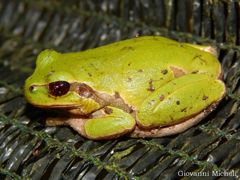 Raganella:  Hyla intermedia